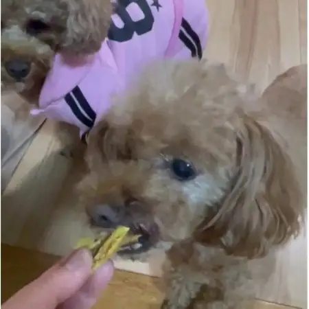 茨城県産ほしいもの未利用部分を使用した犬の無添加おやつ(トッピングタイプ30g×4袋)【配送不可地域：離島・沖縄県】【1729687】