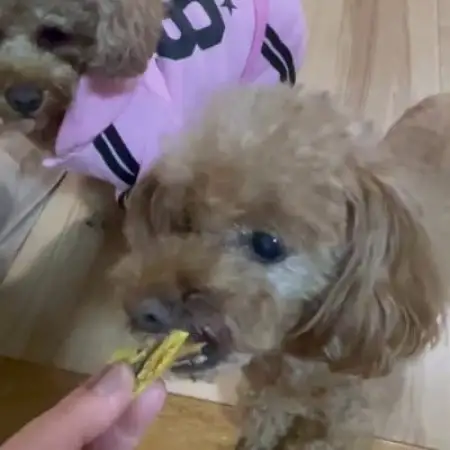 茨城県産ほしいもの未利用部分を使用した犬の無添加おやつ(トッピングタイプ30g×8袋)【配送不可地域：離島・沖縄県】【1729688】