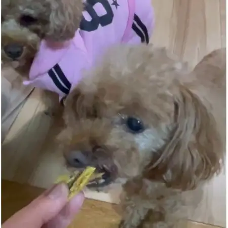 茨城県産ほしいもの未利用部分を使用した犬の無添加おやつ(フレークタイプ90g×2袋)【配送不可地域：離島・沖縄県】【1729692】