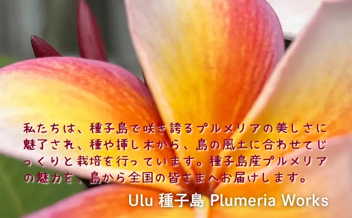 【季節限定】種子島 プルメリア 苗木 1鉢　NFN672 【300pt】 //  ハワイアンフラワー 南国 植物 苗木 花 観葉植物 芳香