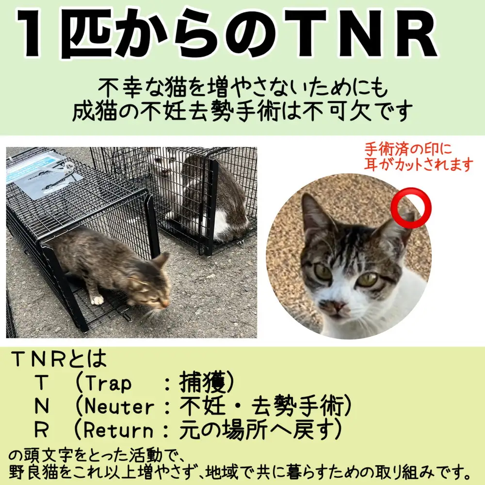【返礼品なし】地域猫・保護猫譲渡活動支援　NPO法人ざま野良猫を増やさない会 5,000円 | 猫 ねこ 動物 保護 愛護 譲渡 保護活動 応援 支援 寄附