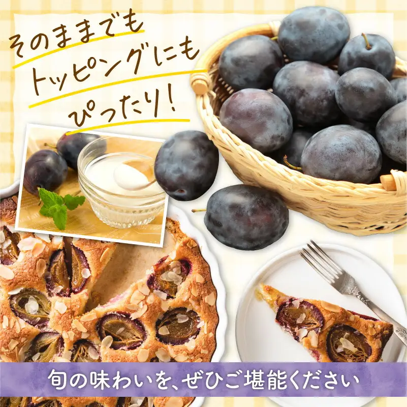 【先行予約：2026年9月中旬以降発送】小玉で食べやすい！ 余市産 生プルーン 1.6kg サンプルーン 甘酸っぱい_Y127-0018