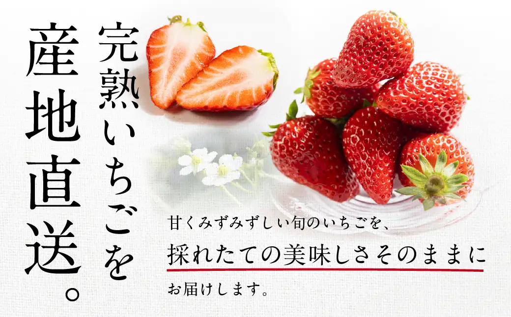 3種いちご食べ比べ 1箱 紅ほっぺ 章姫 苺