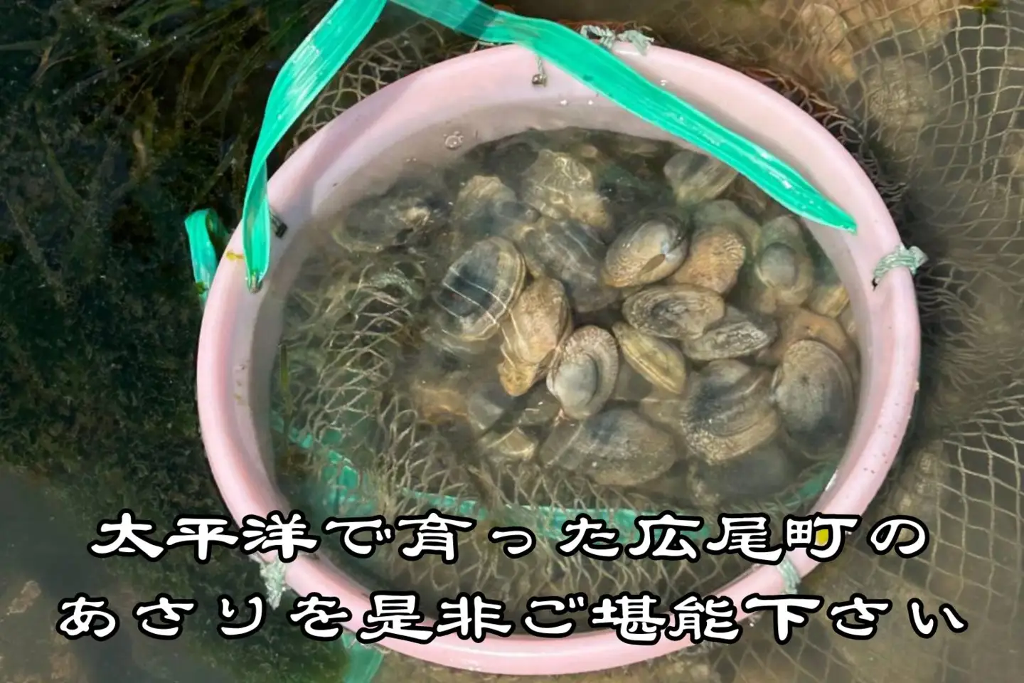 広尾町産　数量限定　活あさり　500g【アサリ　貝　生　新鮮　期間限定　北海道】(G0018)
