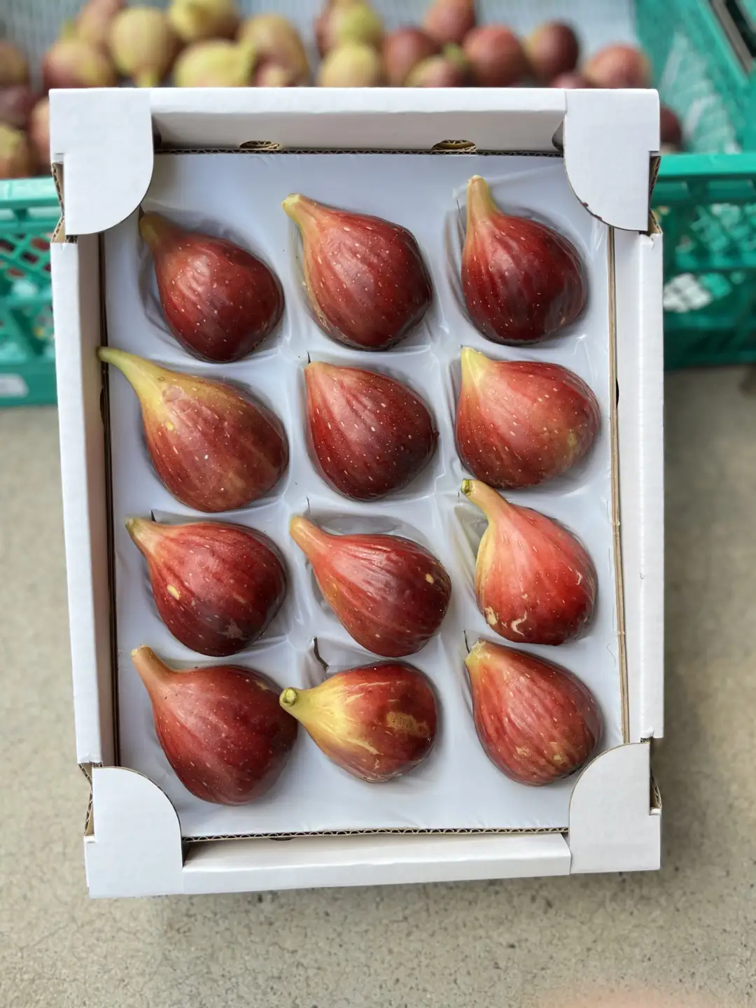 【先行予約】上品な甘みとうまみ！林柿園のいちじく うましずく12個 1.2kg | いちじく イチジク フルーツ ※2026年8月～発送