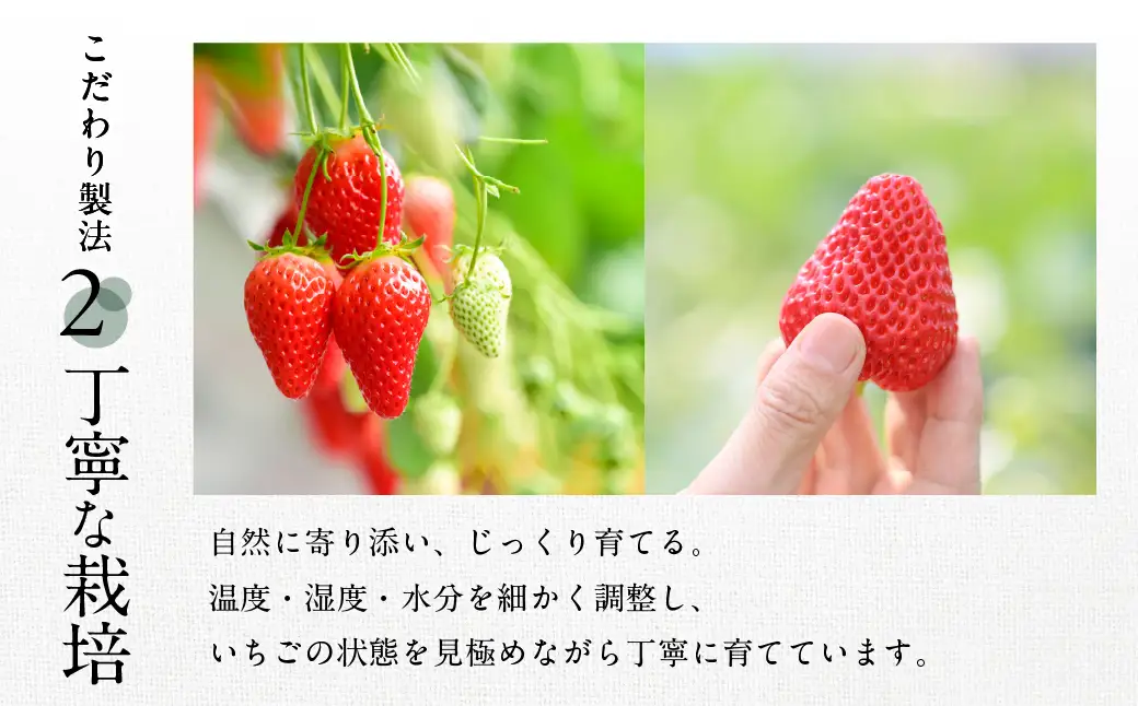 希少白いちご 雪桜 2P 高級 苺