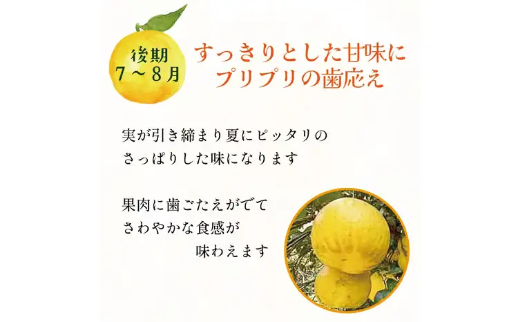 訳あり 愛南ゴールド ( 河内晩柑 ) 旬の定期便 全3回 8kg かわちばんかん ミカン わけあり  家庭用 あいなん ゴールド 蜜柑 和製 グレープフルーツ 産地直送 国産 農家直送 期間限定 数量限定 フルーツ 果物 柑橘 傷 不揃い 規格外 愛媛県 愛南町 愛なんよ 