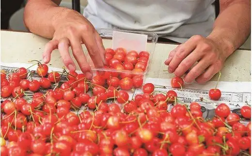 さくらんぼ ( 紅秀峰 ) 1kg さくらんぼ 08-01-030