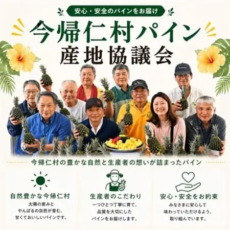 【2026年5月中旬から順次発送】今帰仁村パイン産地協議会 ポコットパイン2.4kg(3～5玉)【配送不可地域：離島】【1734538】