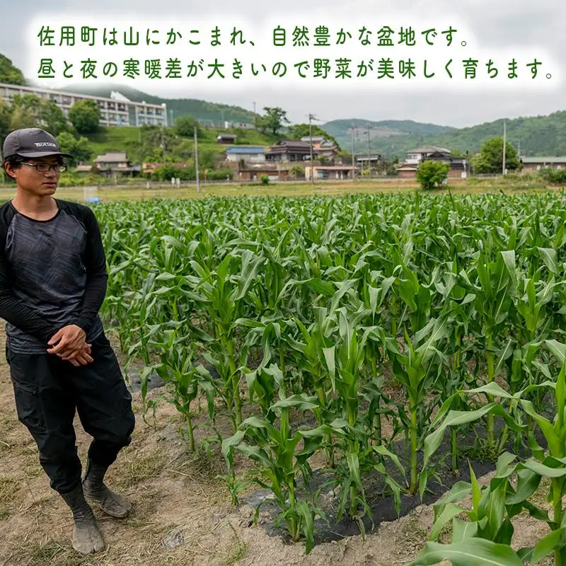 朝採り とうもろこし（味来）10本 【出荷：6月下旬】 トウモロコシ  野菜 旬の野菜 産地直送 産直 朝採り 朝採れ 鮮度抜群