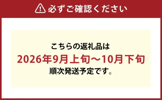 ニューピオーネ 2房 （ 1房480g以上 ） 露地栽培 果物 くだもの 果実 フルーツ 葡萄 ブドウ ぶどう 【 2026年9月上旬～10月下旬発送予定 】