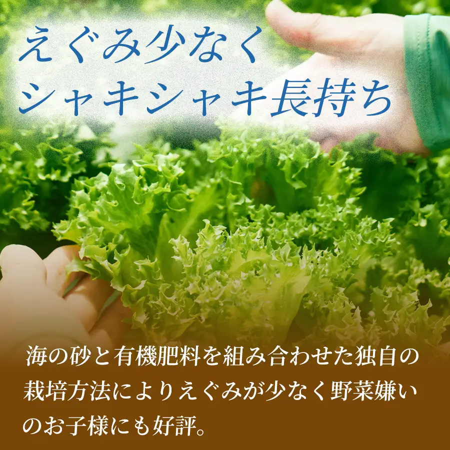フリルレタス「海すなレタス」6個入り×5箱【C466】