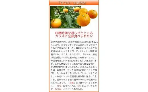 初夏の みかん なつみ 3kg / 柑橘 甘い 果物 和歌山 ※2027年4月中旬頃〜4月下旬頃発送予定 【uot753A】