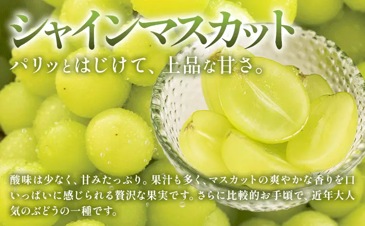 【定期便】旬のフルーツ定期便 岡山のﾌﾙｰﾂ 定期便 Aコース 4回定期便 岡山県産 桃 シャインマスカット ニューピオーネ 梨 《7月上旬-12月末頃出荷》岡山県 笠岡市 フルーツ 旬 果物 ぶどう 梨 マスカット お取り寄せ