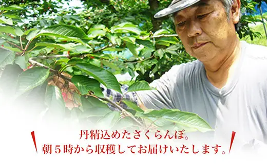 さくらんぼ 佐藤錦 1kg さくらんぼ 08-10-029