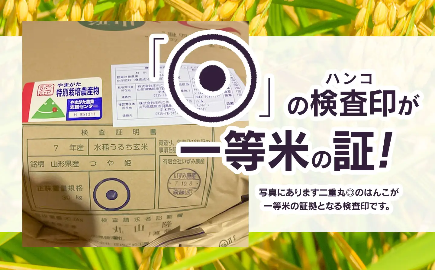 【令和7年産】特別栽培米つや姫 精米 10kg (10kg×1袋)　山形県鶴岡市　庄内丸山農場　| つやひめ 10キロ 米どころ 庄内米 ブランド米 米 コメ こめ 精米 ご飯 ごはん 美味しい お取り寄せ 農家直送 東北 国産 おすすめ 人気 返礼品