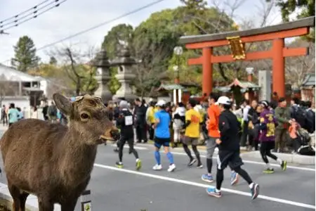 奈良マラソン2026ふるさと納税枠出走権(1名分)　nmr01
