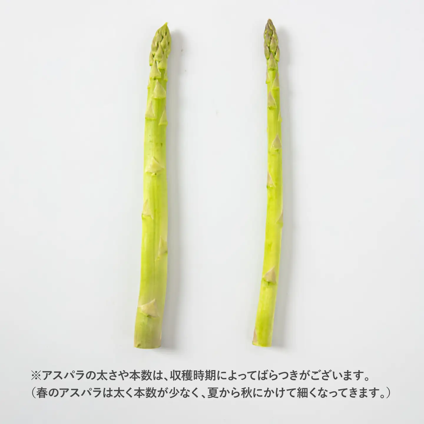 採れたてを直送!糸島野菜 アスパラガス 1kg (M-Lサイズ) 糸島市 / しろファーム 野菜 アスパラ[AHQ001]