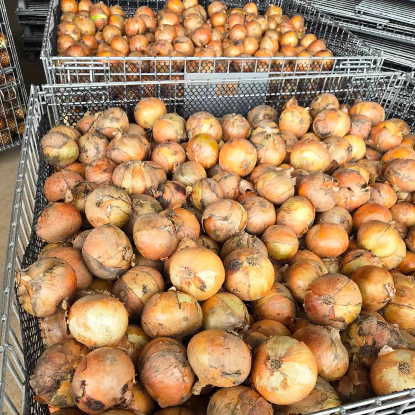 【先行予約】玉ねぎ5kg（2Lサイズ）[AQDZ008]玉ねぎ