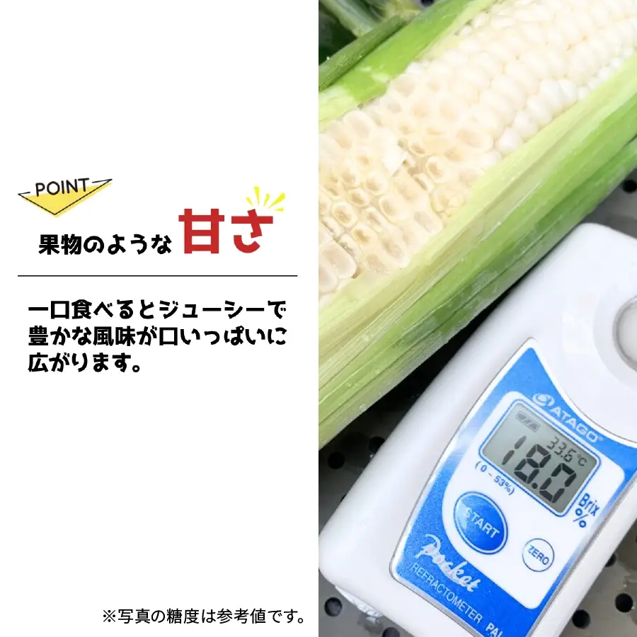 ハニーホワイト 5本 ＜先行予約＞ 特大サイズ(3L) ハニーホワイト 東松山市