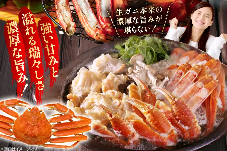 カニ 訳あり 朝どれ生紅ズワイガニ 2～4尾 計1.5kg以上 (1尾サイズ：500g～1kg以上) [JF西海 石川県 志賀町 sk17jkf30064]