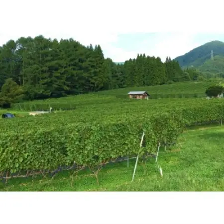 高山村 大内ヴィンヤーズ白ワイン2本セット(シャルドネ、ソーヴィニヨン・ブラン)【配送不可地域：離島】【1732943】