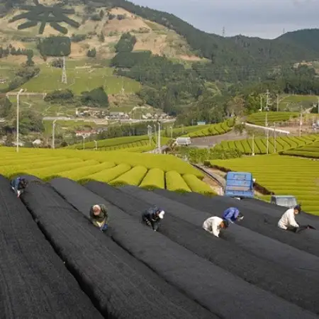 静岡の茶草場農法　高級深蒸し掛川茶「菱東」さえみどり　かぶせ茶　80g×3本セット【配送不可地域：離島・沖縄県】【1649883】