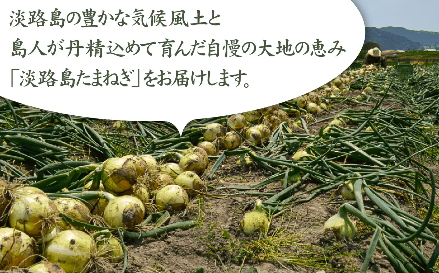 【淡路島の青果屋】【完熟玉ねぎ予約】淡路島産たまねぎ　10kg 甘さに自信!!ほんまもん!!　◆R8.5月末～発送