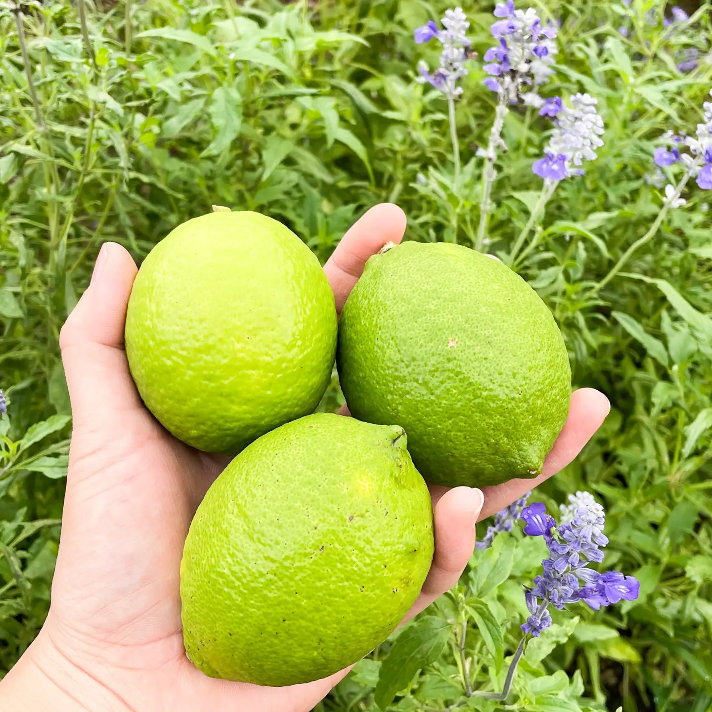 【先行予約】 レモン 約2kg 栽培期間中農薬不使用 〈2026年10月上旬～2026年12月末〉 / 高知 レモン 果物 柑橘 フルーツ デザート 調味料 料理 【川渕果樹園】[ATHX008]
