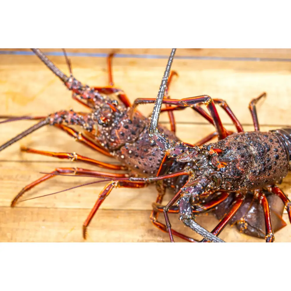 那智勝浦産 伊勢海老 1kg（各100～300g・4～5匹）