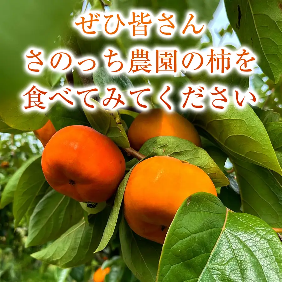 【訳あり品】先行予約 令和8年11月中旬順次発送 富有柿 ( 8個 ／ 1.8kg ) 1箱 岐阜県 本巣郡 北方町