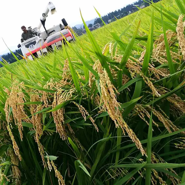 先行予約 令和8年 新潟県産新之助 特別栽培米 5kg 5キロ 上越市 三和区神田 富永農産 有機肥料 自家製たい肥