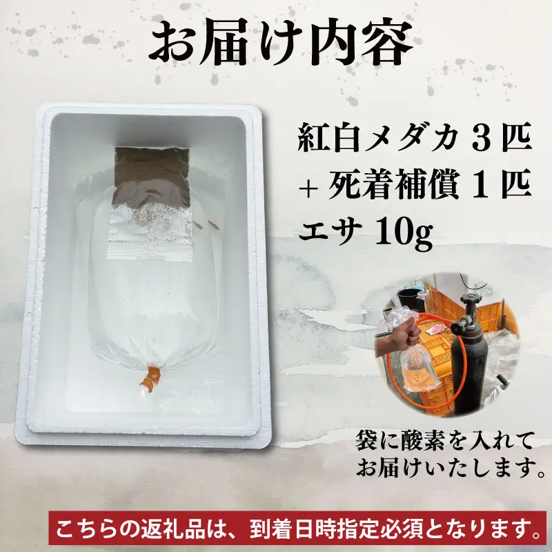 紅白 めだか 5匹 ＋ 死着補償 エサ付き【 めだか 】