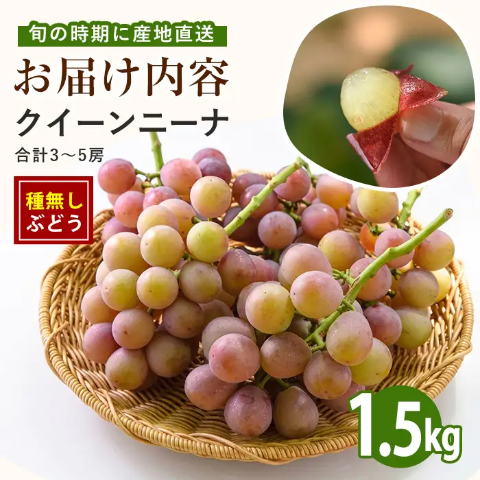 【2026年7月下旬〜発送】＜期間限定＞迫田果樹園のぶどう クイーンニーナ 約1.5kg (迫田果樹園/IB064-011)