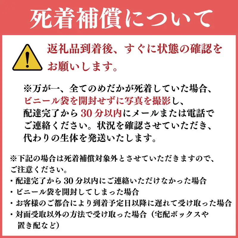 幹之 めだか 7匹 ＋ 死着補償 エサ付き【 めだか 】