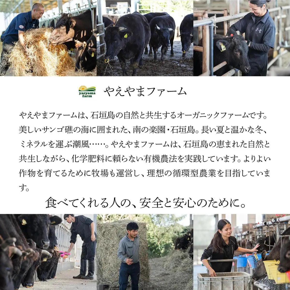 石垣牛×アグー豚（南ぬ豚）石垣島満喫ハンバーグセット（各6個 計12個）