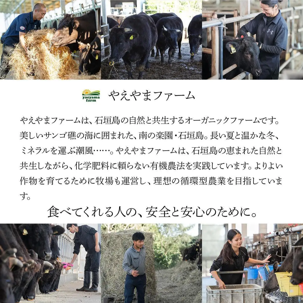 石垣牛×アグー豚（南ぬ豚）石垣島満喫しゃぶしゃぶセット（各400g 計800g）