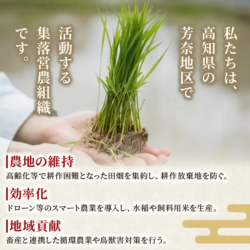 【先行受付】令和8年産 米 5kg よさ恋美人 新米 
