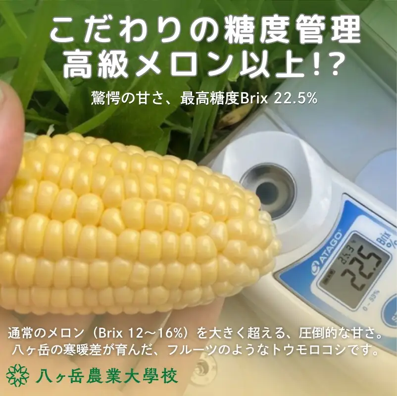 朝採れ 直送 フルーツのような甘さ 『 皮付き 』 生とうもろこし 10本