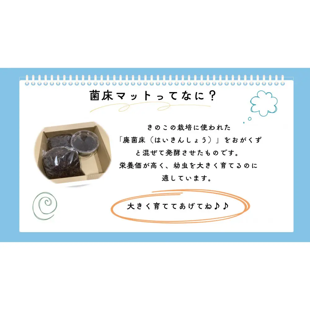 【虹色Farm】ヘラクレスオオカブト 幼虫2匹(ペア)飼育キット3点付(育て方解説書・菌床マット・人工蛹室)｜京都 ヘラクレス 人気