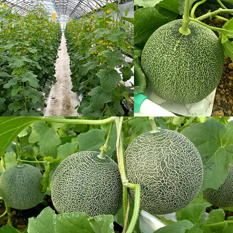 タカミメロン 3玉【5月下旬～7月上旬頃発送】　メロン工房 川上