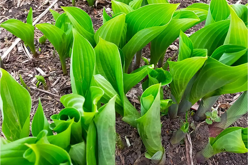 【先行受付】青森県十和田市産 山菜セット（2～5種類 種類おまかせ）1箱