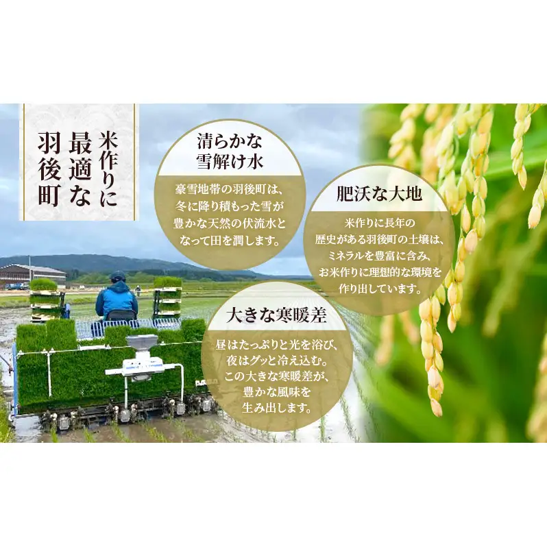 新米 先行予約［令和8年産］定期便 秋田県産 あきたこまち 15kg (5kg×3袋) 全6回 毎月お届け 羽後町産 [藤原商店]【米 お米 白米 精米 あきたこまち アキタコマチ 美味しい 秋田 羽後】