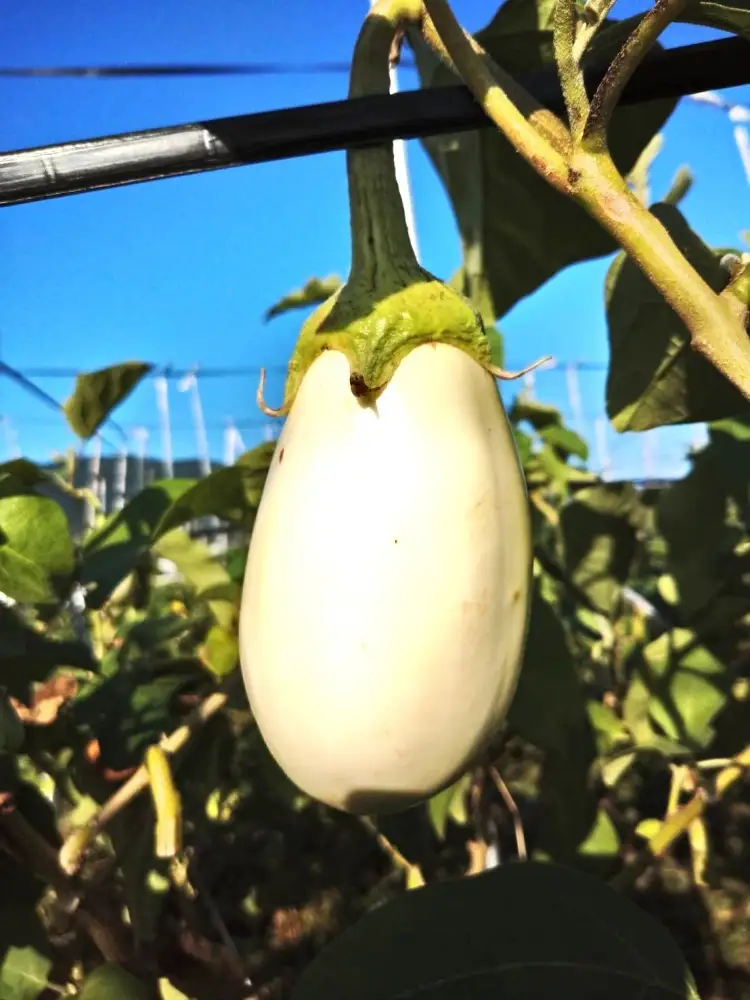 茄子 とろ～り旨なす(白茄子) 約2kg 8～9個【2026年7月初旬～9月末頃順次発送】奈良県 葛城市【bfrk001】