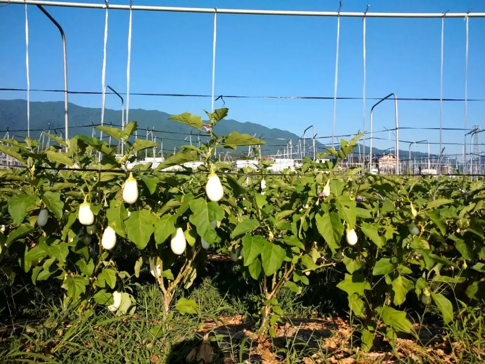 茄子 【訳あり】とろ～り旨なす(白茄子) 約2kg 8～9個【2026年7月初旬～9月末頃順次発送】奈良県 葛城市【bfrk002】