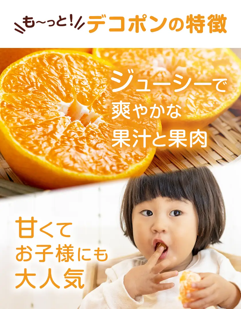 デコポン 3㎏ 贈答用化粧箱 （8～12玉） 日本フルーツ株式会社《12月中旬-4月中旬頃出荷》