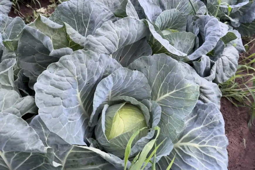 【期間限定発送】 3種 野菜 ( キャベツ さつまいも 里芋 ) 計約4kg セット [農家の店しゃんくすろーど 山形県 高畠町 tk06bcz250000]