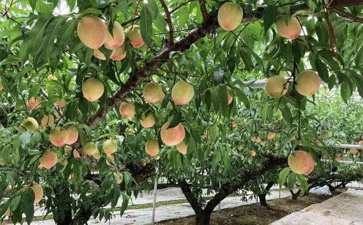 熊本市産 桃 約1.8kg 季節の品種をお届け【2026年5月下旬～7月上旬発送開始】 果物 フルーツ モモ