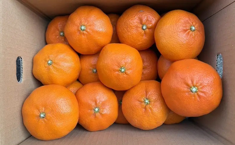 【2027年先行予約】みかん 甘平 5kg 3Lサイズ 贈答用 バラ詰め 【2027年2月上旬から順次発送予定】 農園直送 愛媛 数量限定 愛媛県産 人気 柑橘 伊予市｜C185