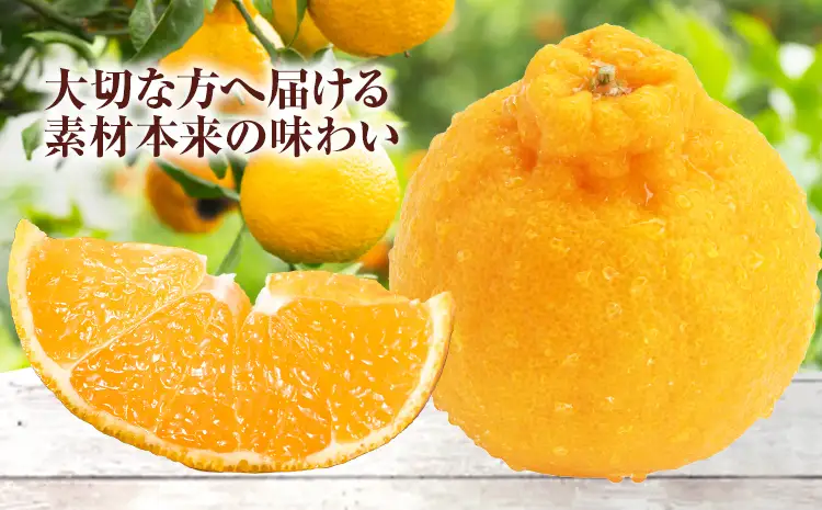 贈答用 デコポン  3kg  日本フルーツ株式会社 熊本県 荒尾市 《12月中旬-4月中旬頃出荷》 デコポン 果物 秀品 フルーツ スイーツ デザート ギフト ご贈答
